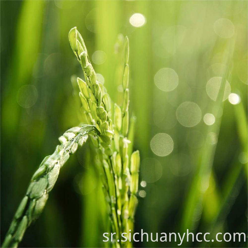  Rice vitamin B3-food